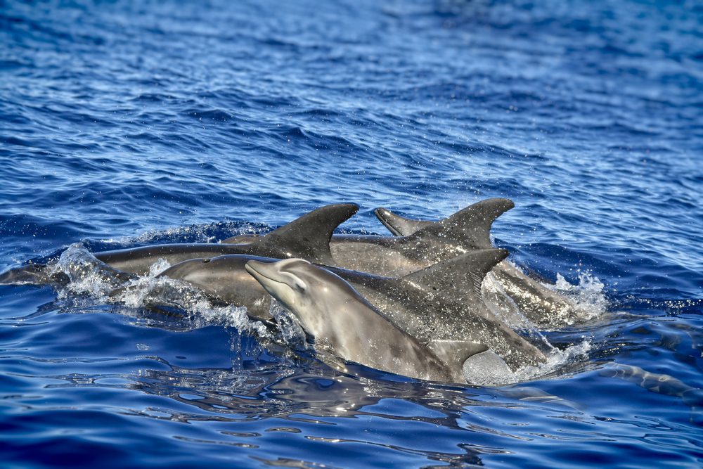 Jervis Bay Dolphin Watching Tour
