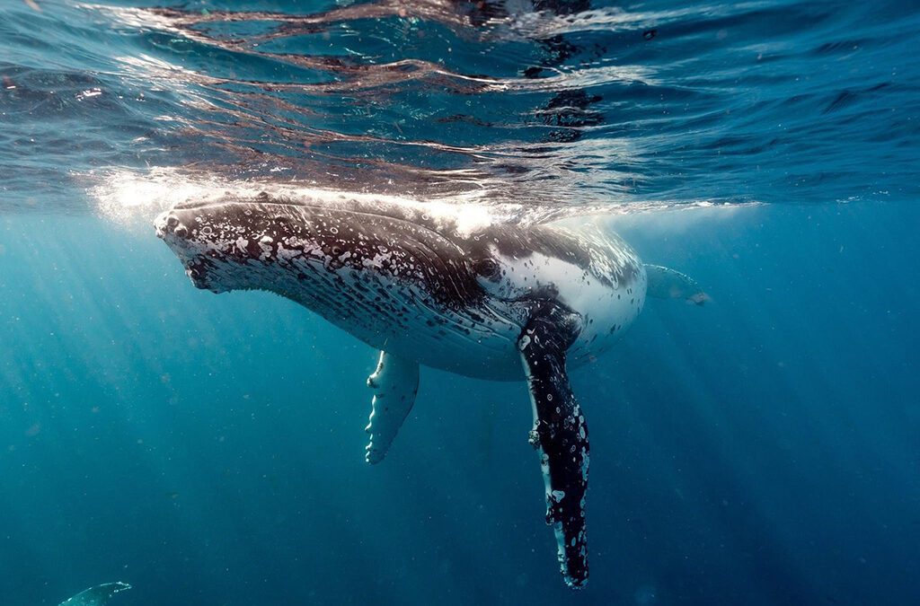 Whales and Seals Freediving Retreat — October 2023 SOLD OUT