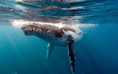 Whales and Seals Freediving Retreat — October 2023 SOLD OUT