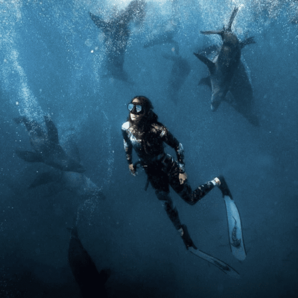 Bay and Bush: swim with seals - freediving jervis bay